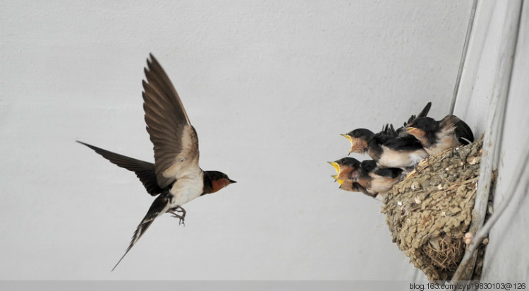 燕窝燕子能产那么多窝吗,燕窝是人造的还是真正燕子的窝