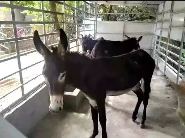 买LV不如食LV！这家新开驴肉汤无宣传却日日爆满！完胜LV！