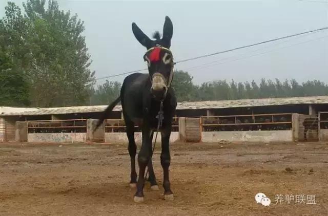 现在养驴市场前景如何,农村养驴前景怎么样
