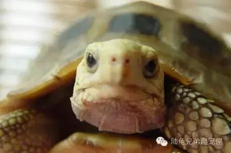 缅甸陆龟智商,缅甸陆龟政策