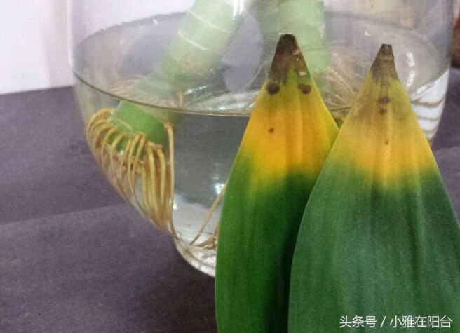 富贵竹发黄了怎么办才能救活,富贵竹叶子发黄长了根怎么救