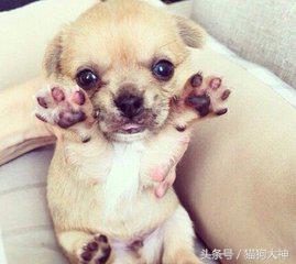 养狗选择什么狗狗好,想养狗不想遛