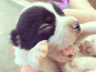 养狗选择什么狗狗好,想养狗不想遛