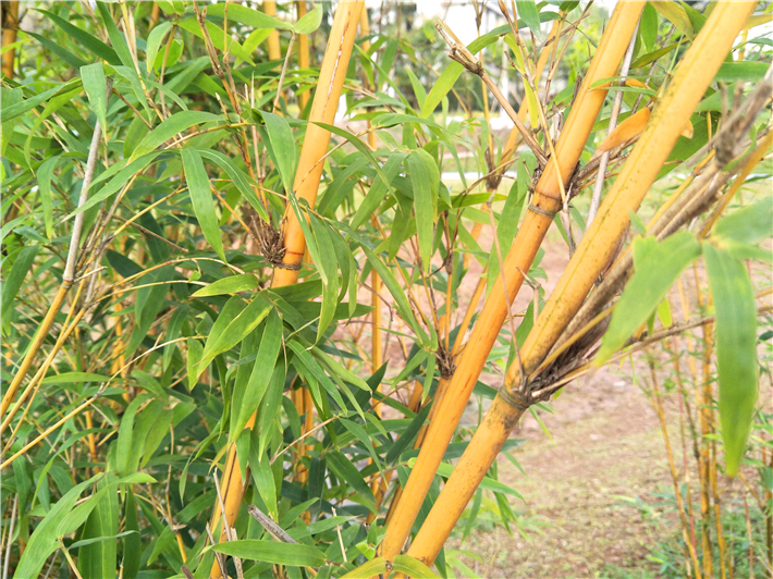 oppor9s的缺点和不足,oppor9s缺点和不足