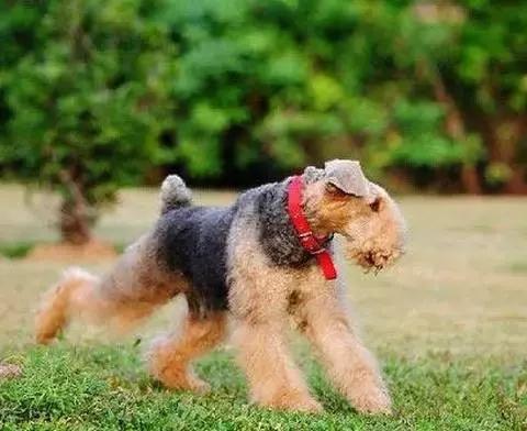 养宠知识夏天狗狗痢疾了怎么办,宠养知识