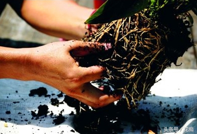 水培的绿萝如何正确转土培,绿萝水培转土培成功率最高的方法