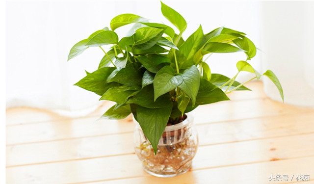 水培的绿萝如何正确转土培,绿萝水培转土培成功率最高的方法