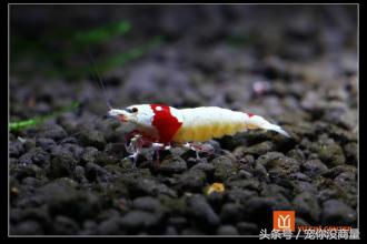 黑壳虾能活水晶虾活不了,养水晶虾不翻缸行不行