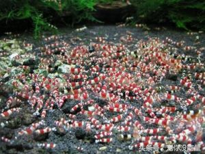 黑壳虾能活水晶虾活不了,养水晶虾不翻缸行不行