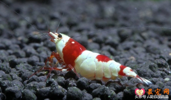 黑壳虾能活水晶虾活不了,养水晶虾不翻缸行不行