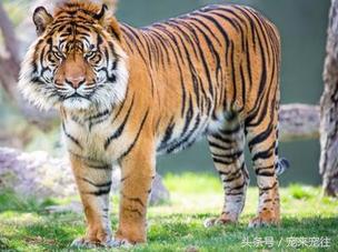 老虎遇到老虎该怎么办,如果老虎伤人了怎么办