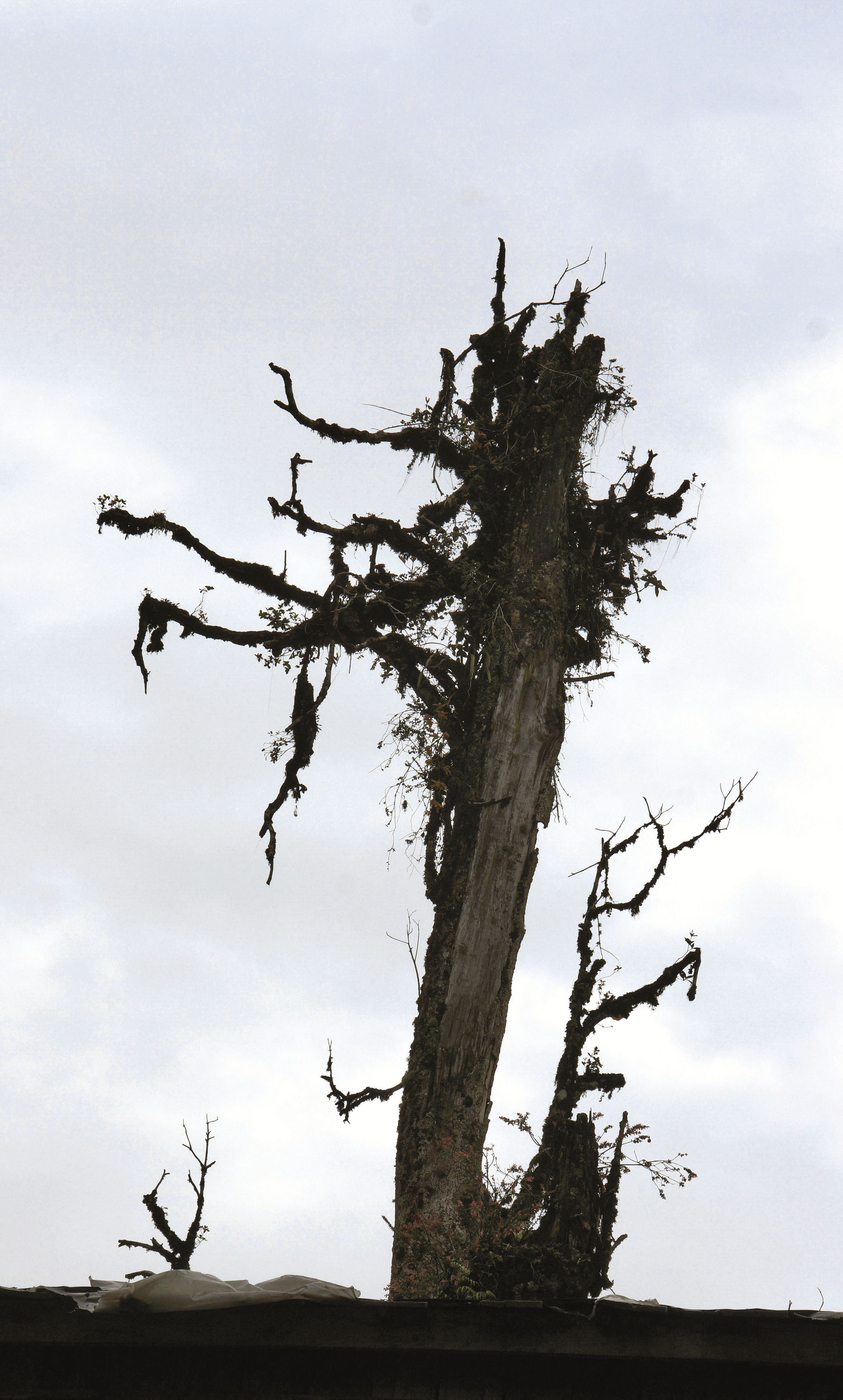 麦克马洪线附近的莲花神穴