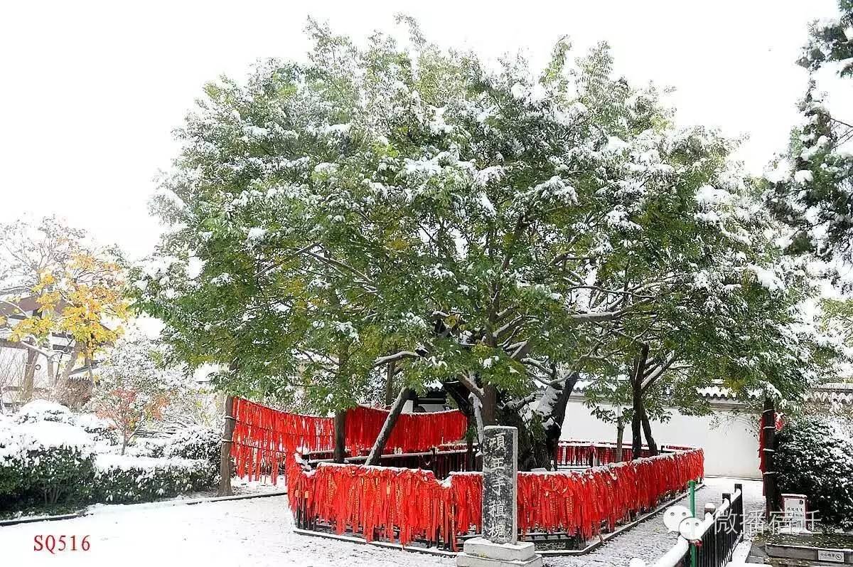 雪中宿迁,素颜都美到窒息!