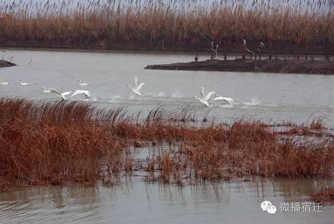 雪中宿迁,素颜都美到窒息!