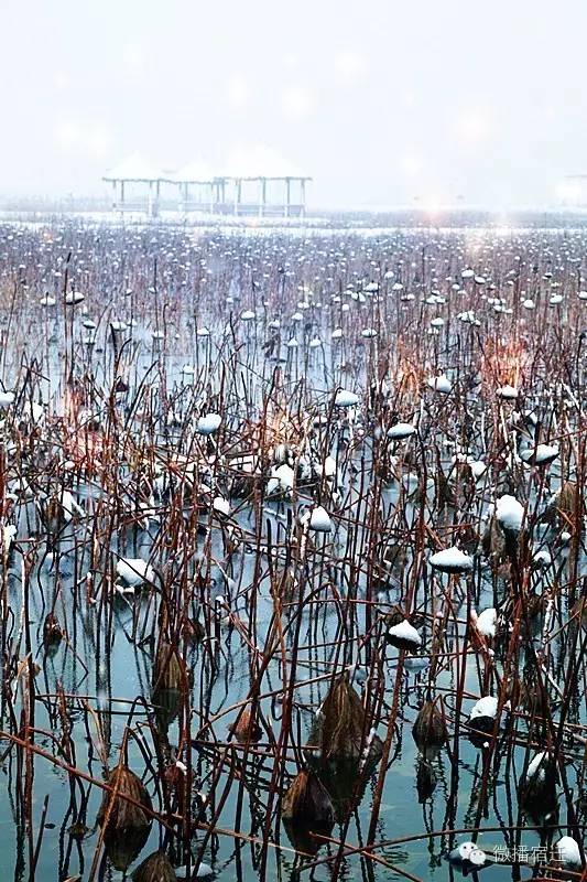 雪中宿迁,素颜都美到窒息!