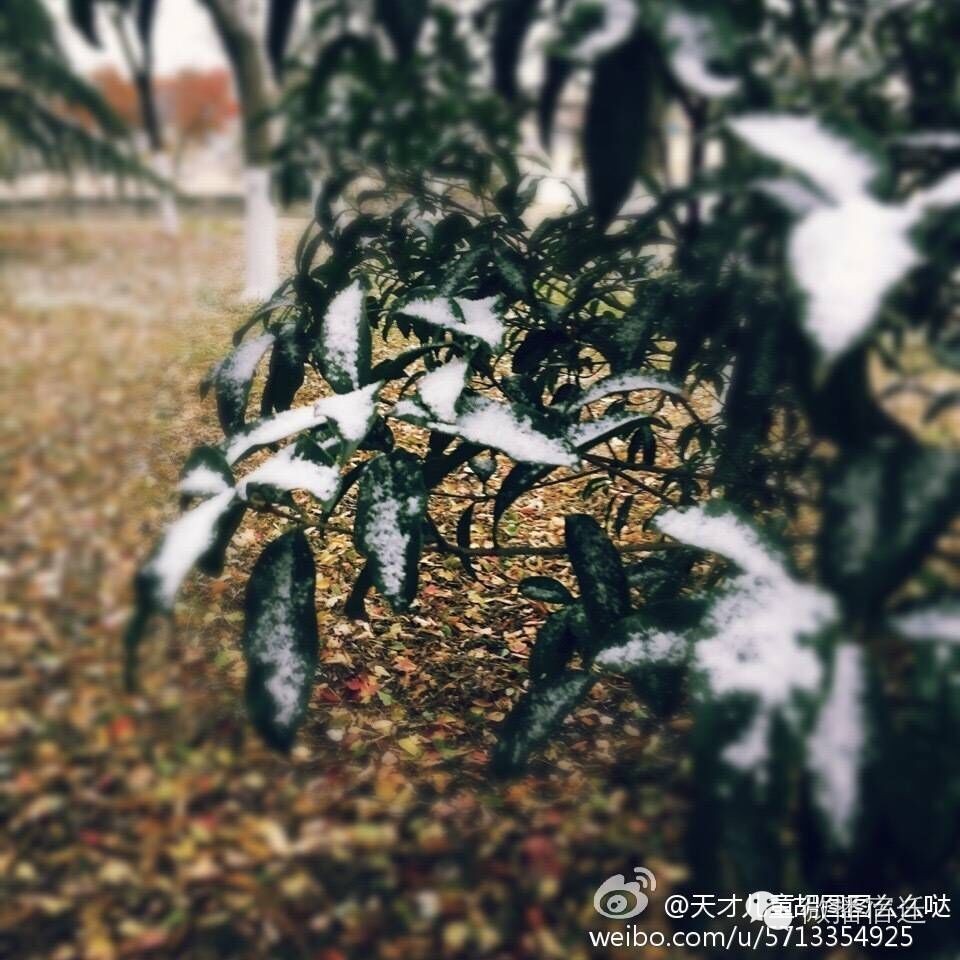 雪中宿迁,素颜都美到窒息!