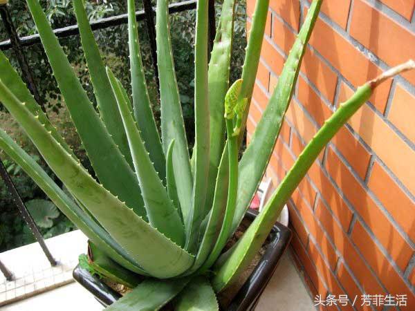 冬天皮肤干燥，种盆芦荟滋润下！