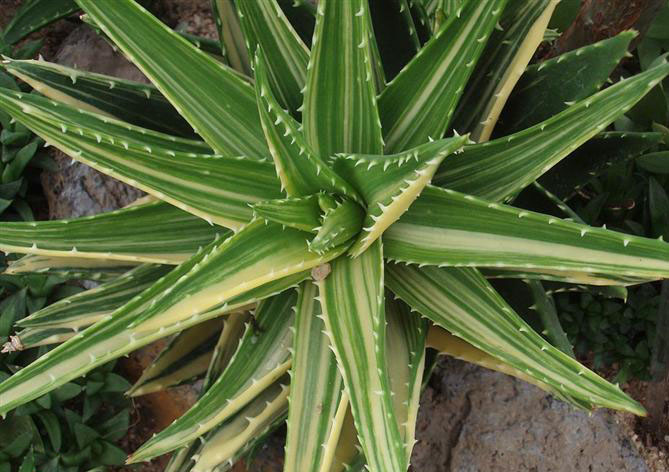 你见过哪些植物的根,芦荟的用处有哪些