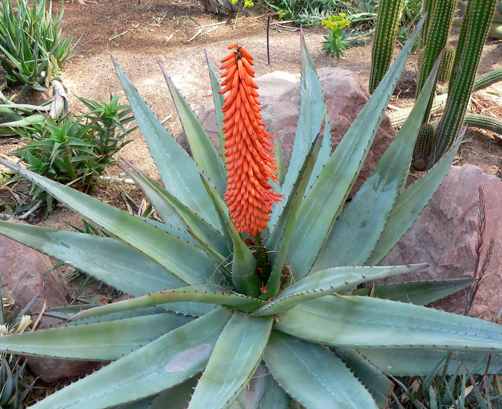你见过哪些植物的根,芦荟的用处有哪些