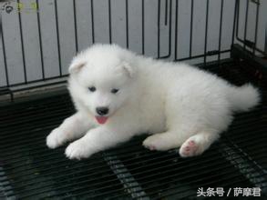 萨摩耶犬训练营,萨摩耶训练保护主人