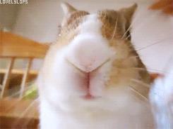 兔兔冬天怎么保暖,怎样正确的给兔兔过冬