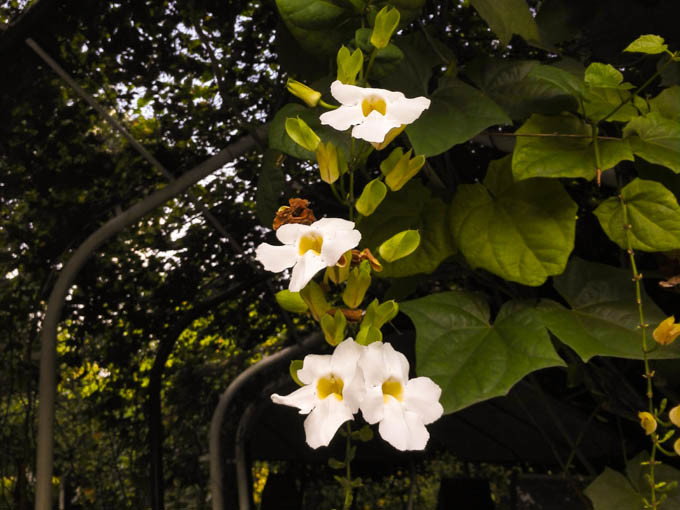 去新加坡,如果你有预算,建议至少去金沙酒店住一晚