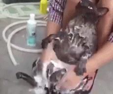 这不科学最不喜欢水的喵星人竟然带着浴帽洗澡还一脸享受