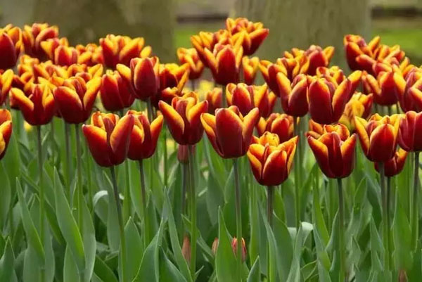 闃冲厜涓嬩簲棰滃叚鑹查儊閲戦鍥剧墖澶у叏,鏂囪壓娓呮柊鐨勯儊閲戦鍥剧墖澶у叏