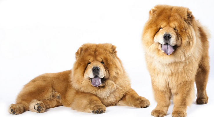 全球公认最古老的狗品种,世界上最稀有的十种狗排名