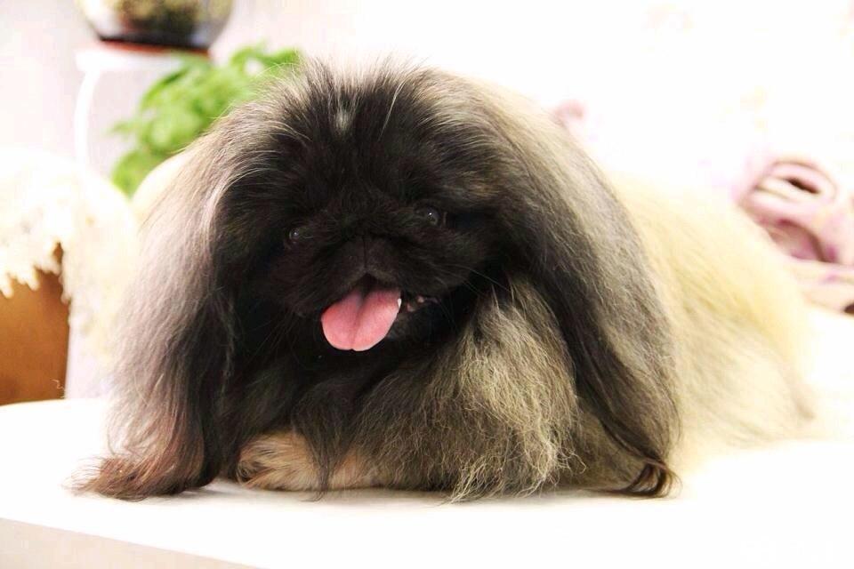 全球公认最古老的狗品种,世界上最稀有的十种狗排名