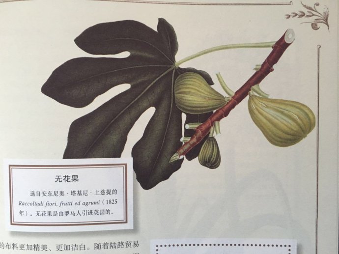 最漂亮的无花果树,高清无花果美图