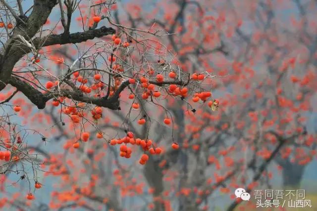 柿子冷落寒风里——稷山游子在深情回望