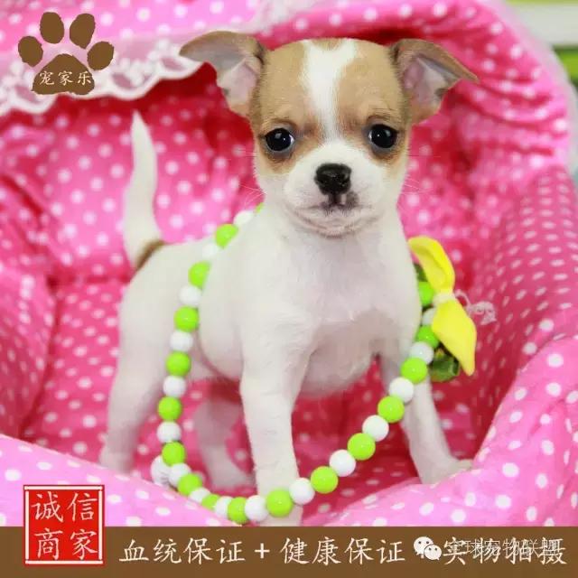 想知道你的狗换算成人的年龄有多大了吗?