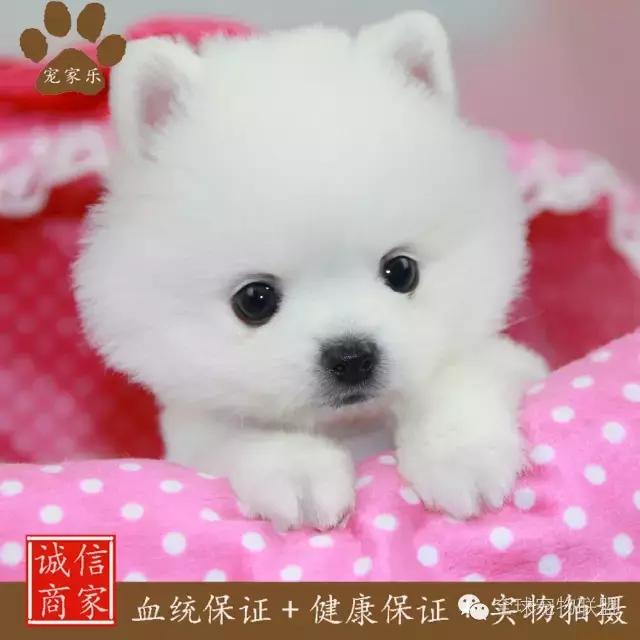 想知道你的狗换算成人的年龄有多大了吗?