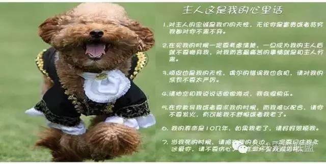 想知道你的狗换算成人的年龄有多大了吗?