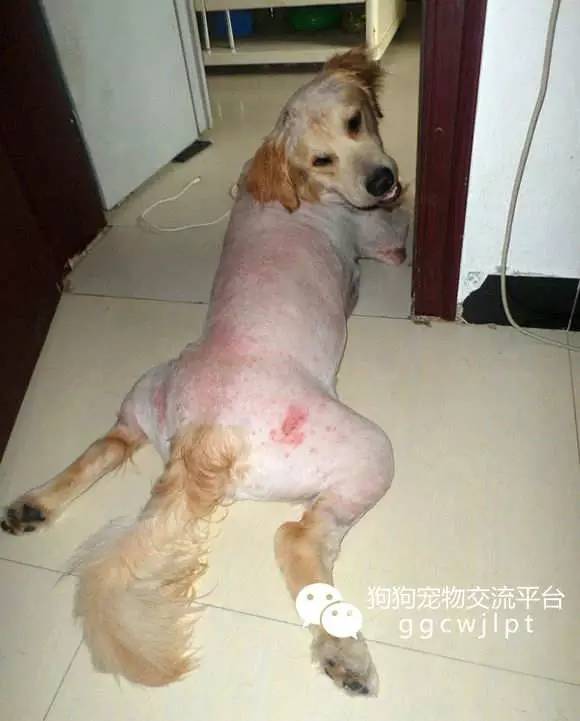 狗狗皮炎湿疹症状用什么药,青霉素钾可以治狗狗湿疹吗