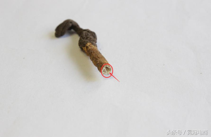 冬虫夏草到底是草还是虫,冬虫夏草是虫还是草