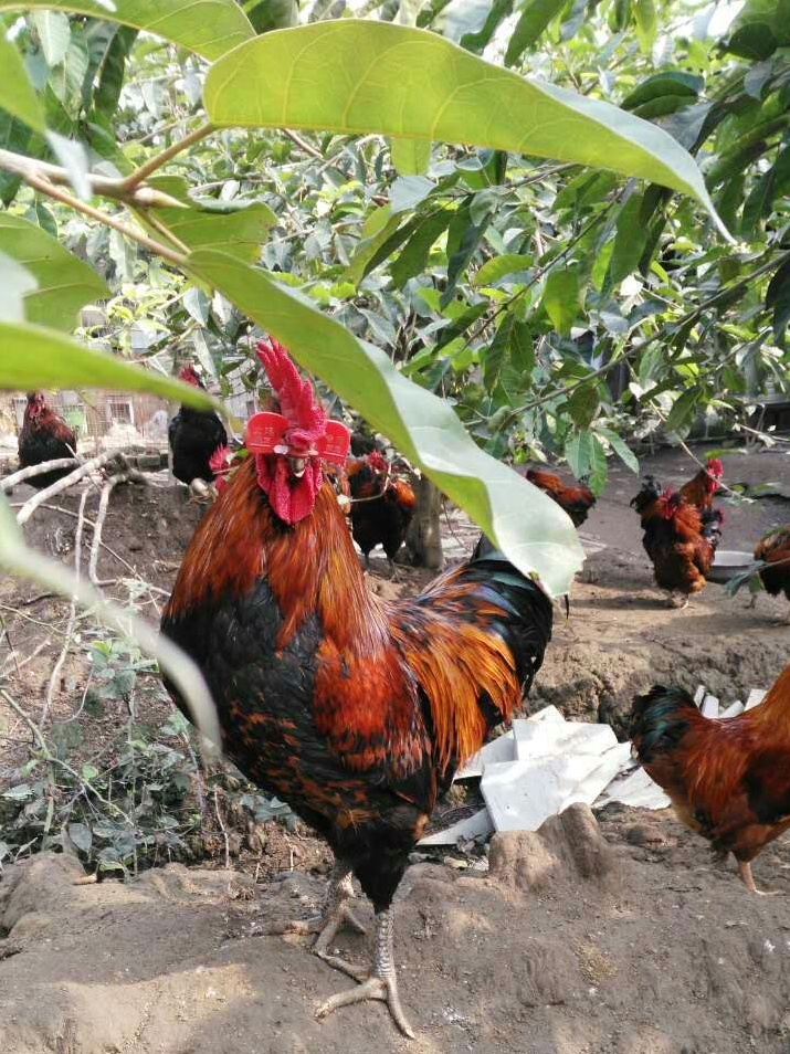 给鸡戴眼镜教程,怎样才能让土鸡毛色亮