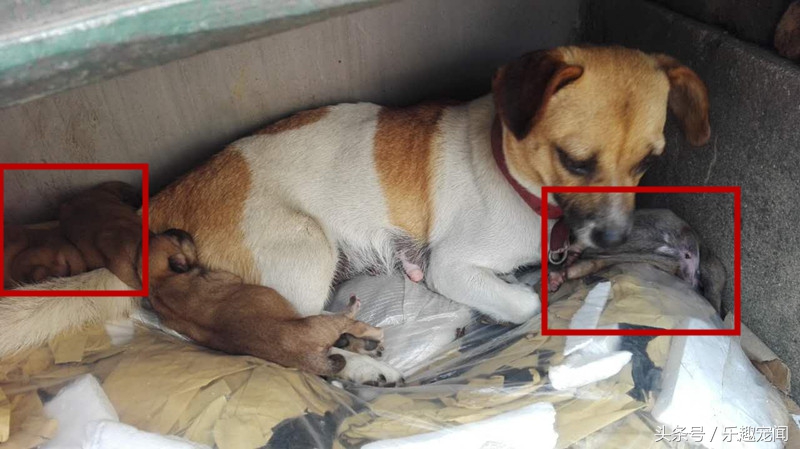 把小狗送人狗妈妈一直哼哼怎么办,母狗带小宝拉稀怎么办