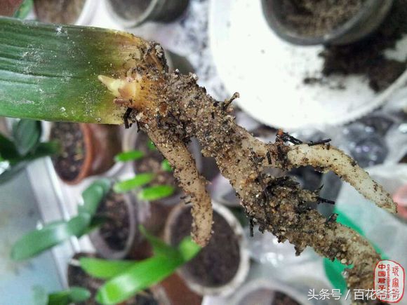 君子兰繁殖叶插,君子兰叶插繁殖方法注意事项