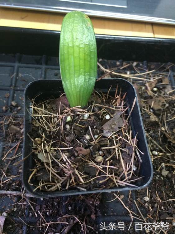 君子兰繁殖叶插,君子兰叶插繁殖方法注意事项