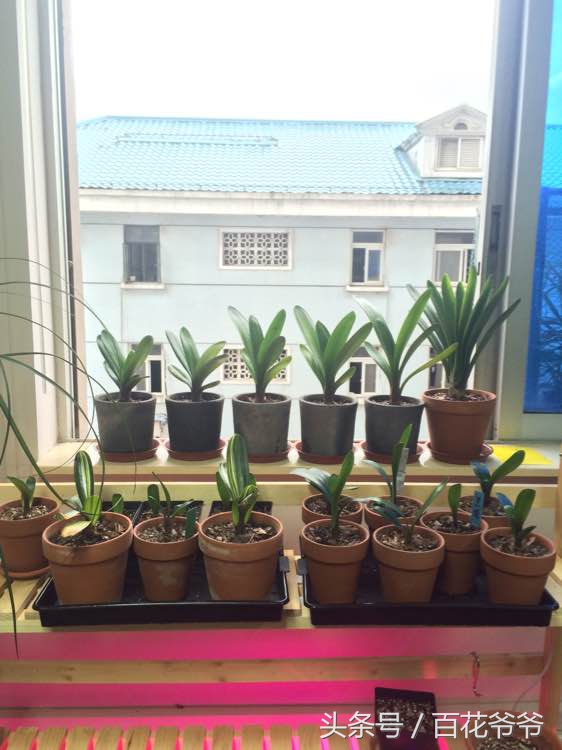 君子兰繁殖叶插,君子兰叶插繁殖方法注意事项