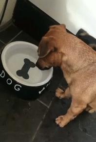 三只狗组成的麻将铁三角