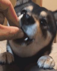 三只狗组成的麻将铁三角