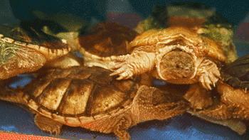 番禺有条鱼引火上身,还招机器人当服务员!吃顿饭就像在看表演