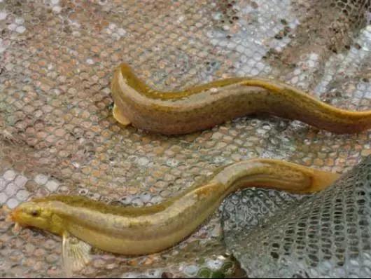 藕田养殖泥鳅效益倍增诀窍,一亩藕田能养多少泥鳅苗