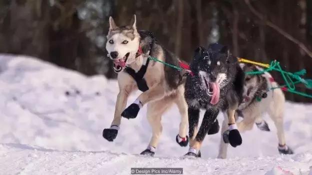 哈士奇犬的缺点和优点秒懂,哈士奇是狗界最出名的犬种吗
