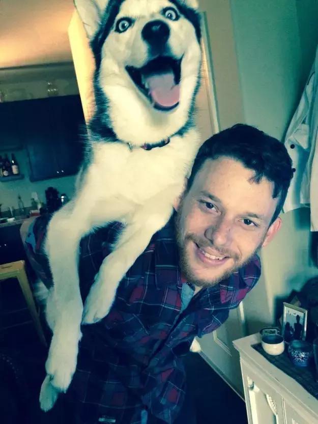 哈士奇犬的缺点和优点秒懂,哈士奇是狗界最出名的犬种吗