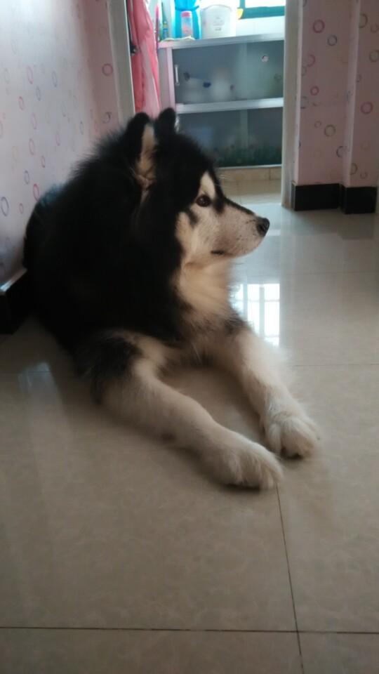 男子饲养了8年的狗狗,男子喂养七年的宠物狗