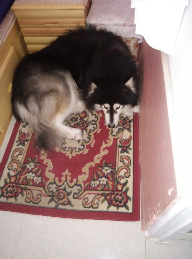 男子饲养了8年的狗狗,男子喂养七年的宠物狗